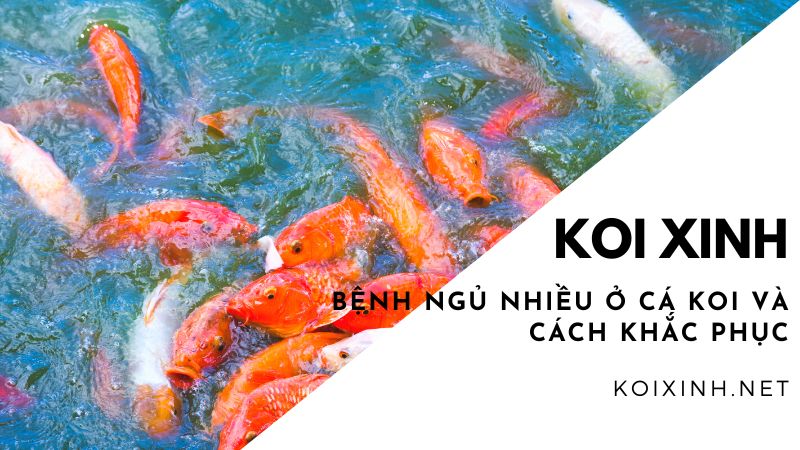 Bệnh Ngủ Nhiều Ở Cá Koi Và Cách Khắc Phục