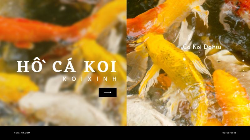 Cá Koi Doitsu Cá Koi Doitsu