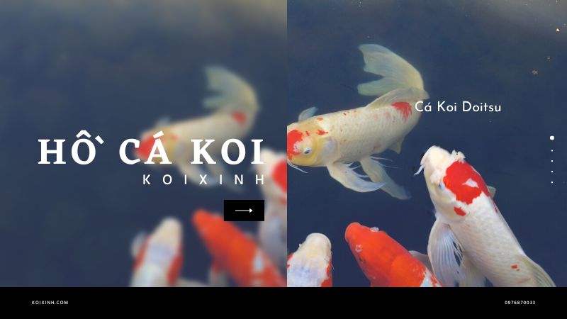 Cá Koi Doitsu Cá Koi Doitsu