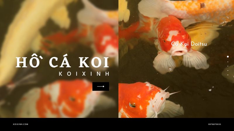 Cá Koi Doitsu