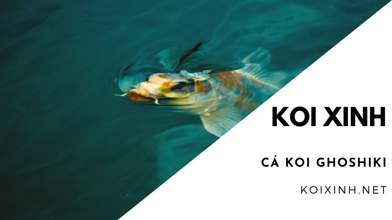 Cá Koi Ghoshiki Cá Koi Ghoshiki