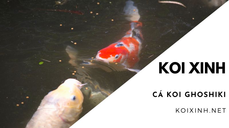 Cá Koi Ghoshiki Cá Koi Ghoshiki