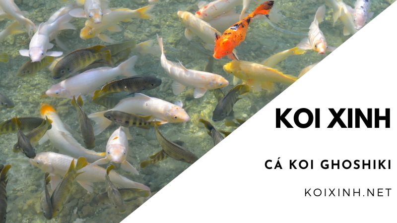Cá Koi Ghoshiki Cá Koi Ghoshiki