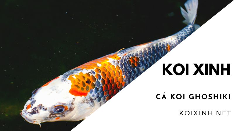 Cá Koi Ghoshiki