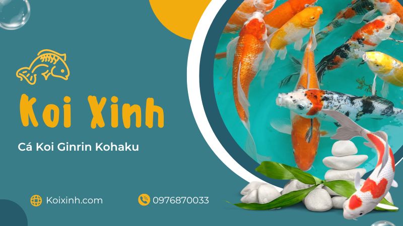 Cá Koi Ginrin Kohaku Cá Koi Ginrin Kohaku