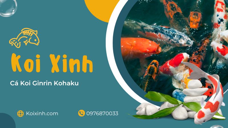 Cá Koi Ginrin Kohaku Cá Koi Ginrin Kohaku