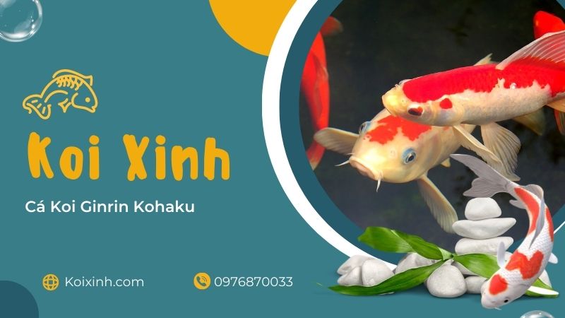 Cá Koi Ginrin Kohaku Cá Koi Ginrin Kohaku