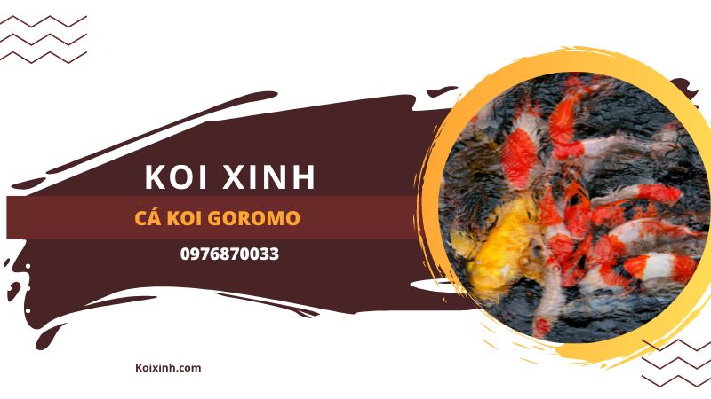Cá Koi Goromo Cá Koi Goromo