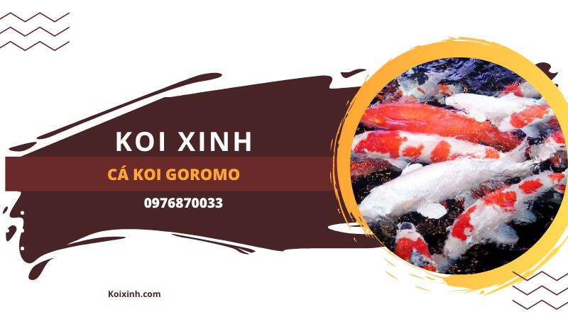 Cá Koi Goromo Cá Koi Goromo