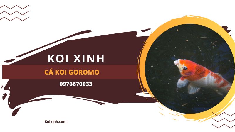 Cá Koi Goromo