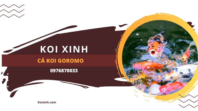 Cá Koi Goromo Cá Koi Goromo