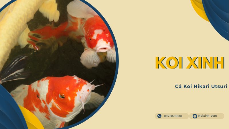 Cá Koi Hikari Utsuri