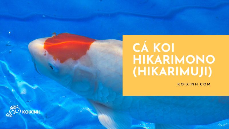 Cá Koi Hikarimono (hikarimuji)
