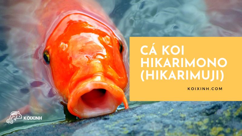 Cá Koi Hikarimono (hikarimuji) Cá Koi Hikarimono (hikarimuji)