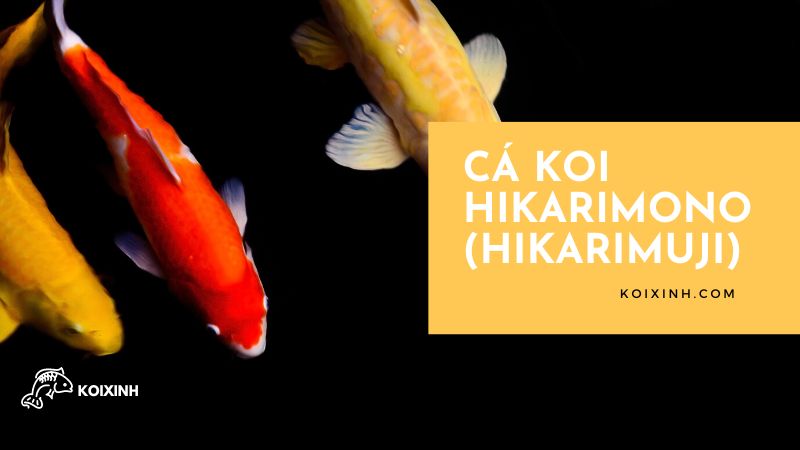 Cá Koi Hikarimono (hikarimuji) Cá Koi Hikarimono (hikarimuji)