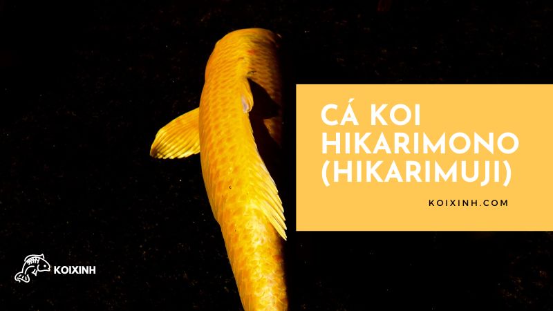 Cá Koi Hikarimono (hikarimuji)