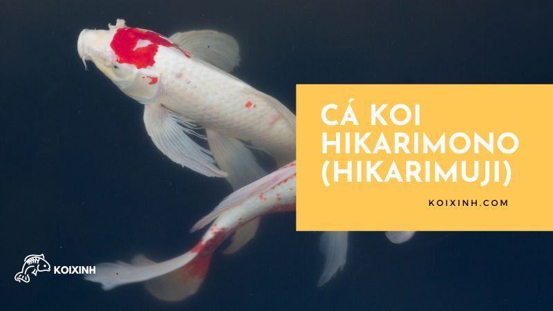 Cá Koi Hikarimono (hikarimuji) Cá Koi Hikarimono (hikarimuji)