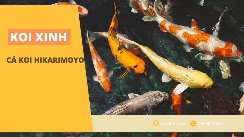 Cá Koi Hikarimoyo Cá Koi Hikarimoyo