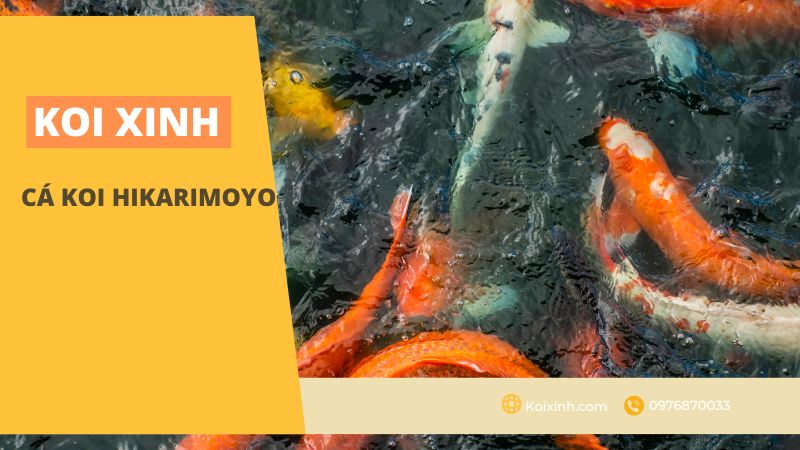 Cá Koi Hikarimoyo Cá Koi Hikarimoyo