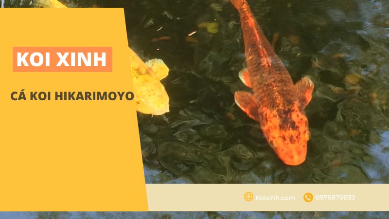 Cá Koi Hikarimoyo Cá Koi Hikarimoyo