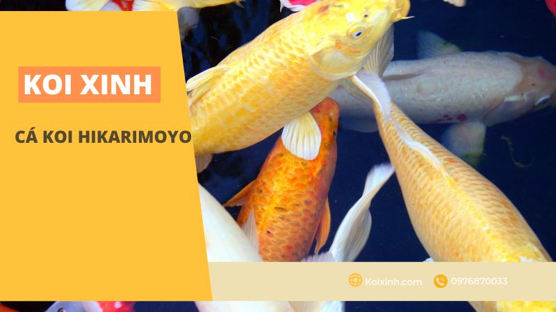 Cá Koi Hikarimoyo