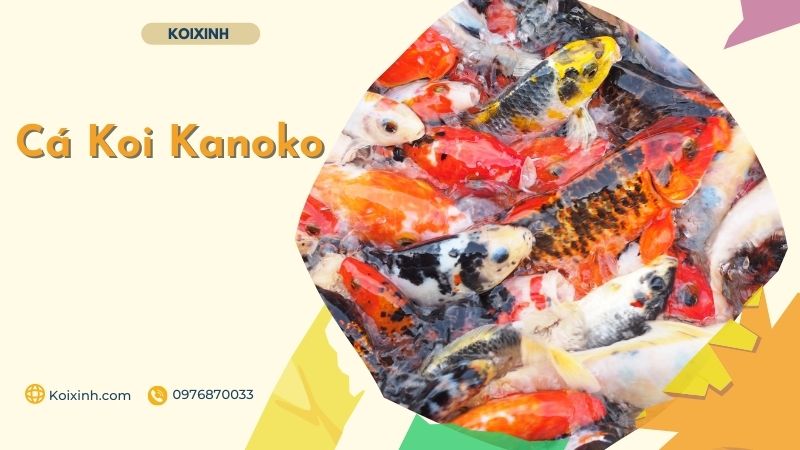 Cá Koi Kanoko Cá Koi Kanoko