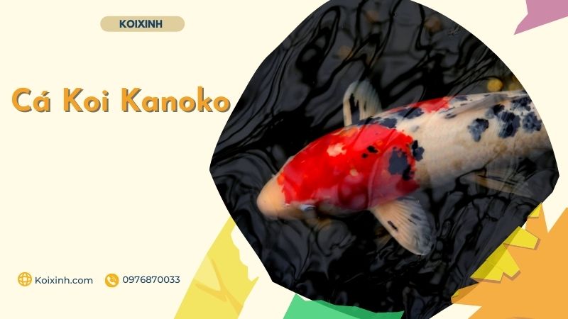 Cá Koi Kanoko Cá Koi Kanoko