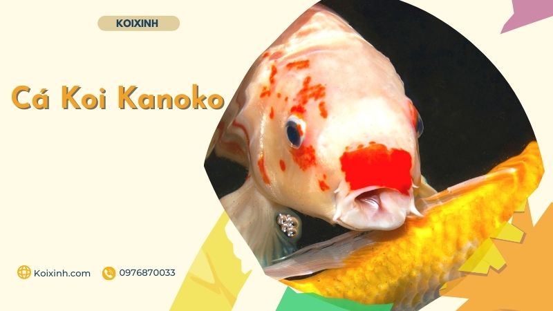Cá Koi Kanoko