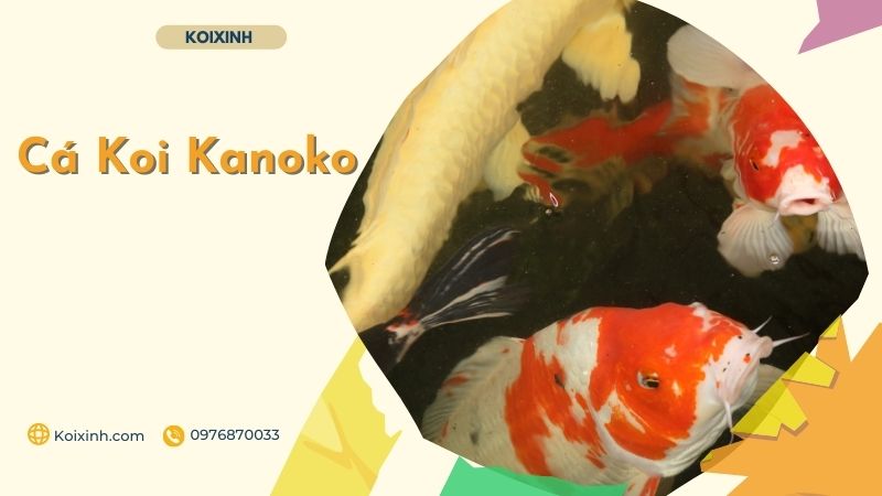 Cá Koi Kanoko Cá Koi Kanoko