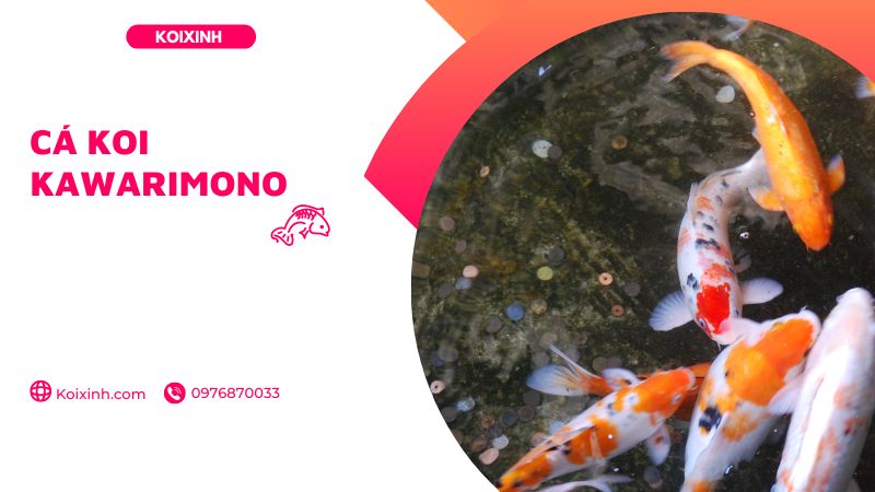 Cá Koi Kawarimono Cá Koi Kawarimono