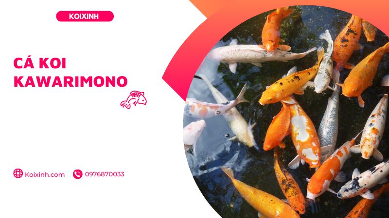 Cá Koi Kawarimono Cá Koi Kawarimono