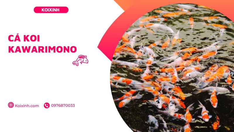 Cá Koi Kawarimono