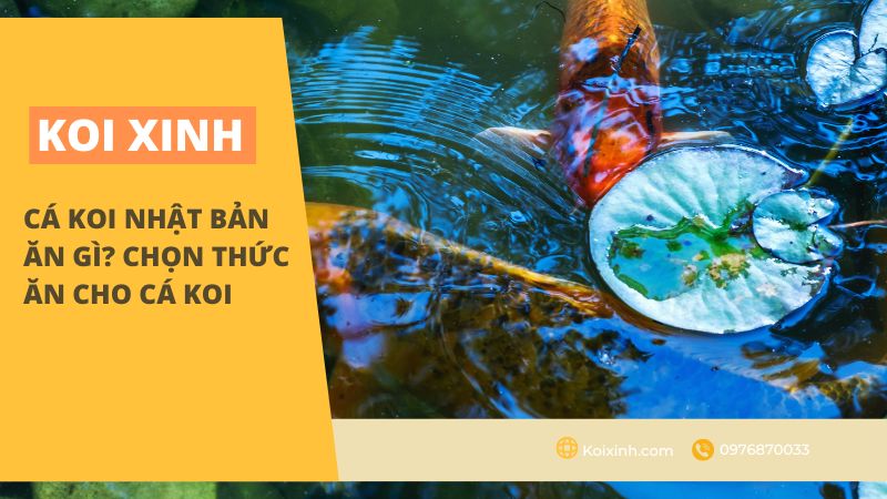 <strong>cá Koi Nhật Bản Ăn Gì? Chọn Thức Ăn Cho Cá Koi<strong> <strong>cá Koi Nhật Bản Ăn Gì? Chọn Thức Ăn Cho Cá Koi<strong>