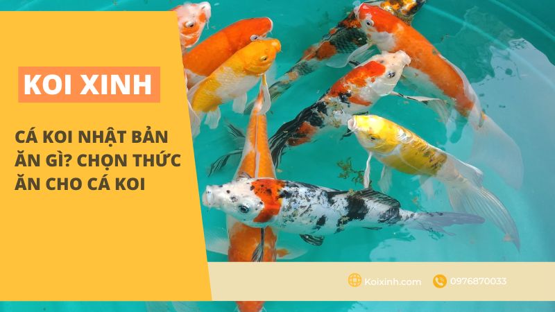 <strong>cá Koi Nhật Bản Ăn Gì? Chọn Thức Ăn Cho Cá Koi<strong> <strong>cá Koi Nhật Bản Ăn Gì? Chọn Thức Ăn Cho Cá Koi<strong>