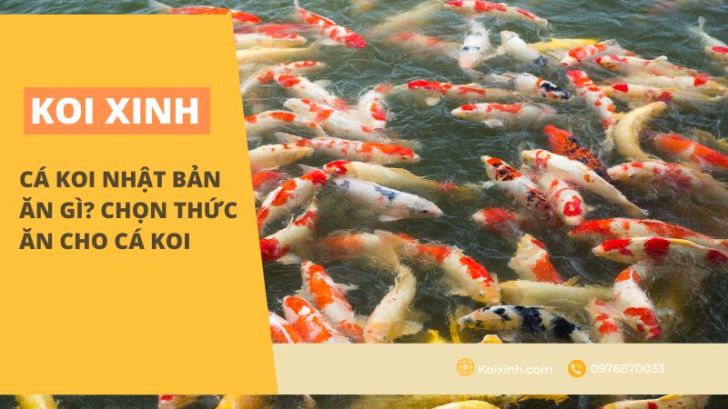 <strong>cá Koi Nhật Bản Ăn Gì? Chọn Thức Ăn Cho Cá Koi<strong> <strong>cá Koi Nhật Bản Ăn Gì? Chọn Thức Ăn Cho Cá Koi<strong>