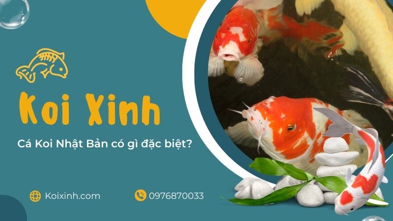 Cá Koi Nhật Bản Có Gì đặc Biệt? Cá Koi Nhật Bản có gì đặc biệt?