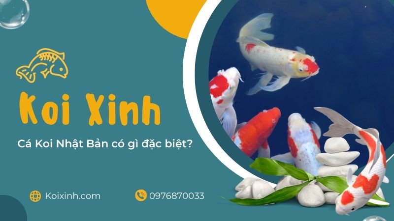 Cá Koi Nhật Bản Có Gì đặc Biệt? Cá Koi Có Gì đặc Biệt?