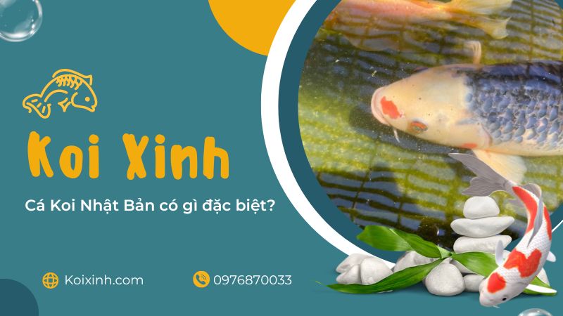 Cá Koi Nhật Bản Có Gì đặc Biệt? Cá Koi Nhật Bản có gì đặc biệt?