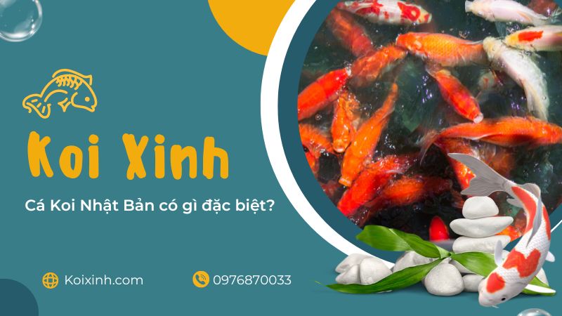 Cá Koi Nhật Bản Có Gì đặc Biệt?