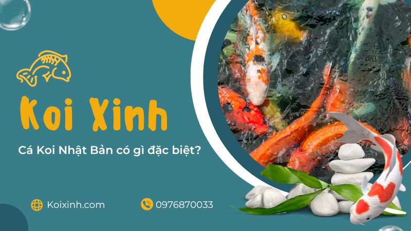 Cá Koi Nhật Bản Có Gì đặc Biệt? Cá Koi Nhật Bản Có Gì đặc Biệt?