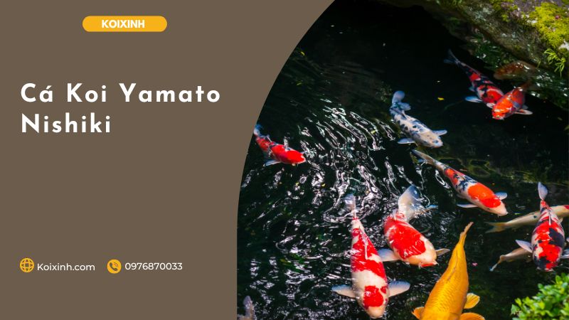 Cá Koi Yamato Nishiki