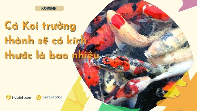 Cá Koi Trưởng Thành Sẽ Có Kích Thước Là Bao Nhiêu Cá Koi Trưởng Thành Sẽ Có Kích Thước Là Bao Nhiêu