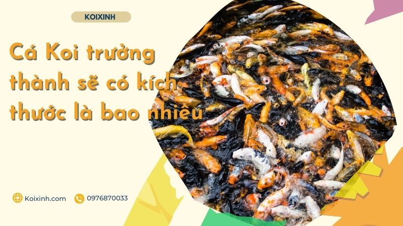 Cá Koi Trưởng Thành Sẽ Có Kích Thước Là Bao Nhiêu