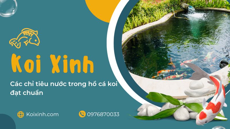 Các Chỉ Tiêu Nước Trong Hồ Cá Koi đạt Chuẩn