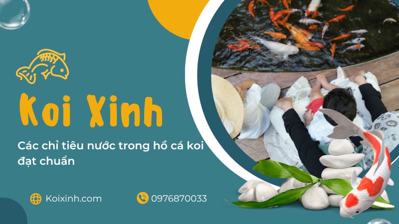 Các Chỉ Tiêu Nước Trong Hồ Cá Koi đạt Chuẩn Các Chỉ Tiêu Nước Trong Hồ Cá Koi đạt Chuẩn