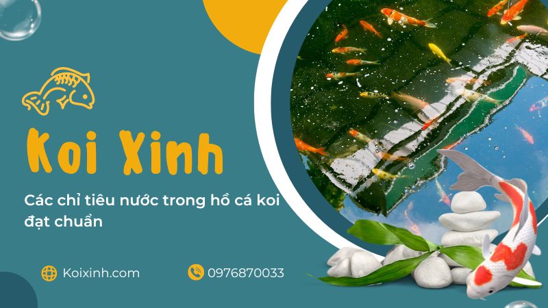 Các Chỉ Tiêu Nước Trong Hồ Cá Koi đạt Chuẩn