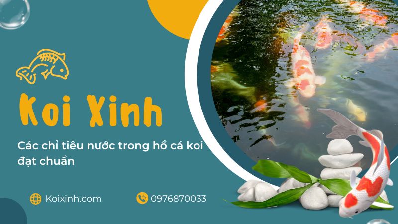 Các Chỉ Tiêu Nước Trong Hồ Cá Koi đạt Chuẩn