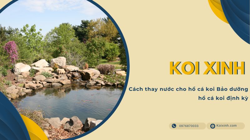 Cách Thay Nước Cho Hồ Cá Koi Bảo Dưỡng Hồ Cá Koi định Kỳ Cách Thay Nước Cho Hồ Cá Koi Bảo Dưỡng Hồ Cá Koi định Kỳ
