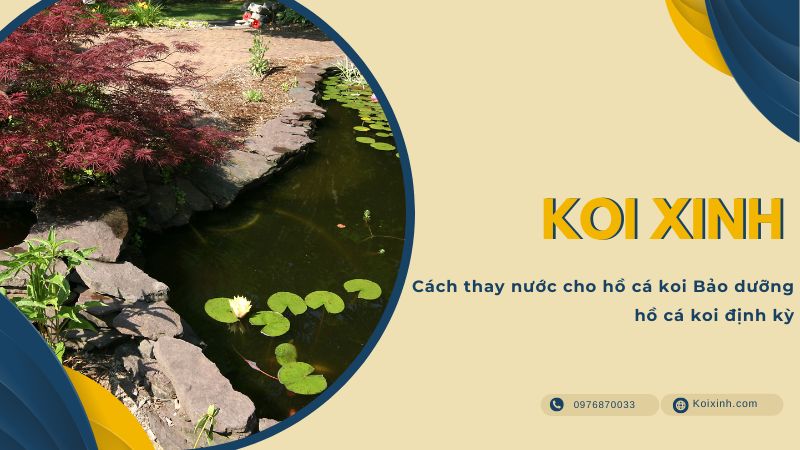 Cách Thay Nước Cho Hồ Cá Koi Bảo Dưỡng Hồ Cá Koi định Kỳ Cách Thay Nước Cho Hồ Cá Koi Bảo Dưỡng Hồ Cá Koi định Kỳ