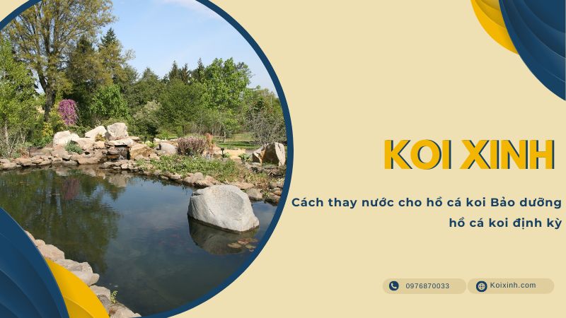 Cách Thay Nước Cho Hồ Cá Koi Bảo Dưỡng Hồ Cá Koi định Kỳ Cách Thay Nước Cho Hồ Cá Koi Bảo Dưỡng Hồ Cá Koi định Kỳ